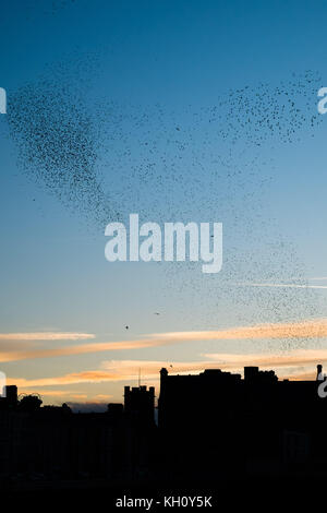 Aberystwyth Galles Regno Unito, domenica 12 novembre 2017 Regno Unito Meteo: al tramonto, in una serata di novembre luminosa e amaramente fredda ad Aberystwyth, migliaia di stelle si tuffano in fantastiche ‘murmurations’ nel cielo sopra i tetti, prima di scendere a schiera per la notte sulle gambe sotto il molo sul mare di epoca vittoriana della città. Foto © Keith Morris / Alamy Live News Foto Stock