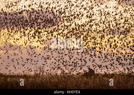 Burscough, MERSEYSIDE REGNO UNITO Meteo 12 Novembre, 2017. Spettacolare branchi di Starling mumurate su Martin mera riserva al tramonto come una stima di 50 mila gli storni si riuniranno presso l insorgenza di un inverno freddo e early nights attiva questo autunno raccolta e raggruppamenti. Il mormorio o vibrazione, l'interazione tra i numeri enormi come si vola, è piuttosto intensa ed è pensato per formare parte di una comunicazione di sorta. Queste enormi greggi sono il più grande visto negli ultimi dodici anni e attirano un gran numero dei birdwatcher per la zona. Il credito. MediaWorldImages/AlamyLiveNews Foto Stock