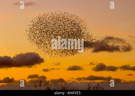 Burscough, MERSEYSIDE REGNO UNITO Meteo 12 Novembre, 2017. Spettacolare branchi di Starling mumurate su Martin mera riserva al tramonto come una stima di 50 mila gli storni si riuniranno presso l insorgenza di un inverno freddo e early nights attiva questo autunno raccolta e raggruppamenti. Il mormorio o vibrazione, l'interazione tra i numeri enormi come si vola, è piuttosto intensa ed è pensato per formare parte di una comunicazione di sorta. Queste enormi greggi sono il più grande visto negli ultimi dodici anni e attirano un gran numero dei birdwatcher per la zona. Il credito. MediaWorldImages/AlamyLiveNews Foto Stock