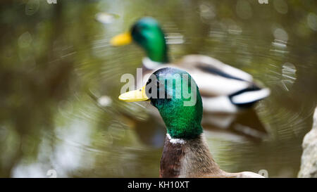 Anatre di refrigerazione Foto Stock