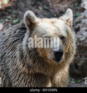 Animale selvatico di orso bruno close-up verticale Foto Stock