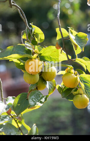 Diospyros kaki. Persimmon la maturazione dei frutti su un albero in ottobre. RHS Wisley Gardens, Surrey, Regno Unito Foto Stock