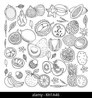 Frutti tropicali set. disegnati a mano illustrazione. elementi di progettazione. carambole, litchi, kiwi, papaia cocco e altri Foto Stock
