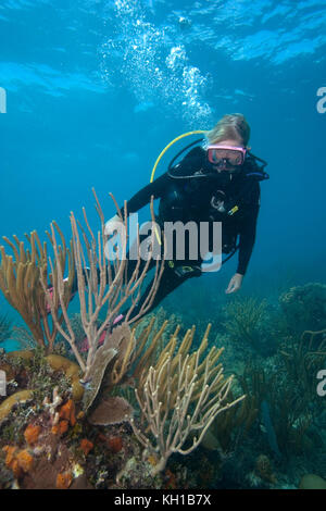 Scuba Diver, Florida keys National Marine Sanctuary Foto Stock