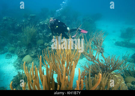 Immersioni subacquee, Florida Keys National Marine Sanctuary Foto Stock