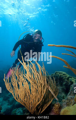 Scuba Diver, Florida keys National Marine Sanctuary Foto Stock