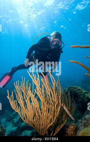 Scuba Diver, Florida keys National Marine Sanctuary Foto Stock