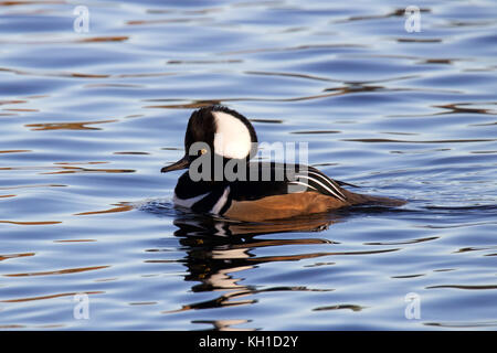 Un maschio hooded merganser (lophodytes cucullatus) nuoto su un laghetto Foto Stock