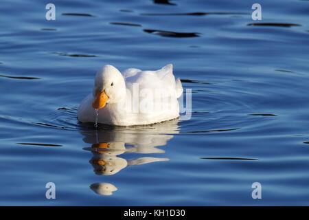 Little White duck nuoto su acqua blu Foto Stock