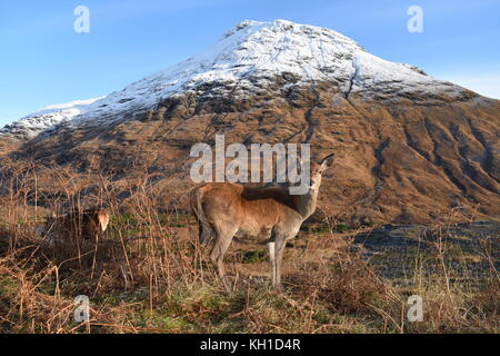Femmina Rosso Deer di fronte a Stob Dubh in inverno, Glen Etive. Foto Stock