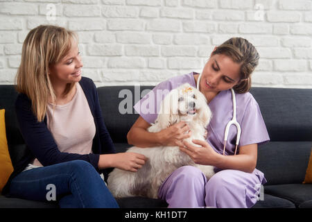 Giovane latina Donna al lavoro come veterinari, vet parlando al proprietario del cane di casa durante la chiamata. medico animale malato confortante animale a casa Foto Stock