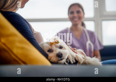 Giovane donna ispanica lavorando come veterinari, vet parlando al proprietario di un cane in casa chiamata. medico degli animali durante la visita del malato animale a casa. Foto Stock