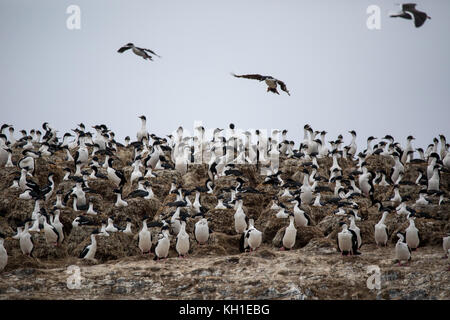 Cormorani imperiali noto anche come blue-eyed shags nesting Observatorio sull'isola di Staten Island, Argentina Foto Stock