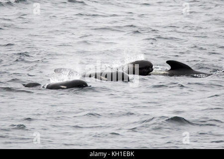 Alalonga Balene Pilota affiorante nella parte più esterna del Canale di Beagle di Argentina Foto Stock