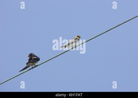 Barn swallow Hirundo rustica e Sand Martin Riparia Riparia in appoggio sui fili di overhead vicino l'Etang de Biguglia Corsica Francia Foto Stock