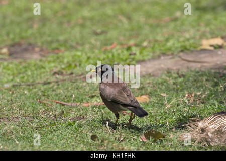 Indian mynah Acridotheres tristis Durban Giardino Botanico in Sud Africa Foto Stock