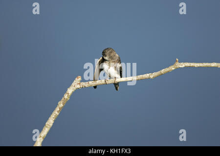 Sand martin Riparia Riparia appollaiato vicino al sito di nido Foto Stock