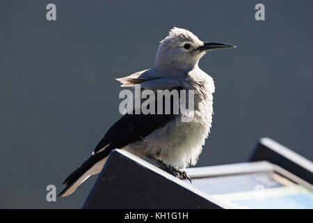 Clark schiaccianoci Nucifraga columbiana su information board Rainbow Corner Horseshoe Park Rocky Mountains National Park Colorado USA Foto Stock