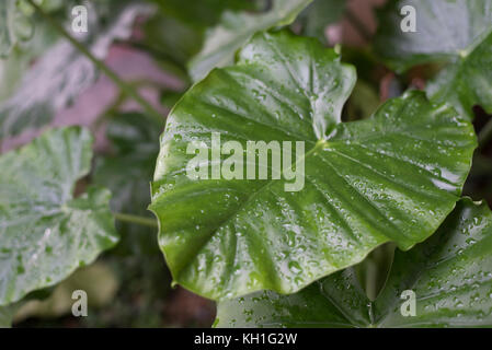 La rugiada su alocasia macrorrhiza foglia nella mattina Foto Stock