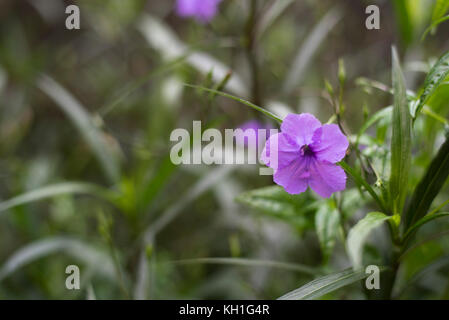 Foto di una fioritura di gloria di mattina Foto Stock