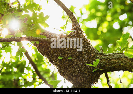 Honeybee sciame appeso di albero in natura Foto Stock