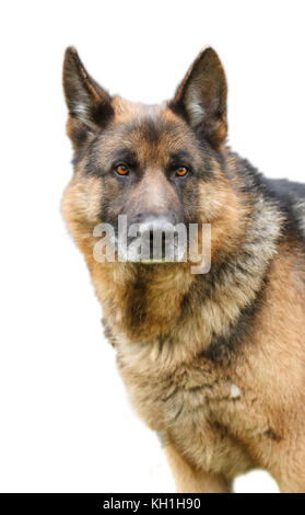 Pastore Tedesco dog sitter su sfondo bianco Foto Stock