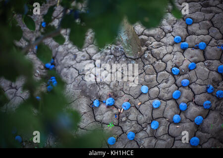 Prugne blu giacente a terra sotto l'albero. Concetto di agricoltura. Giardino estivo. Foto Stock