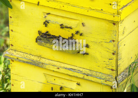 Api mellifere sciamare su un alveare Foto Stock
