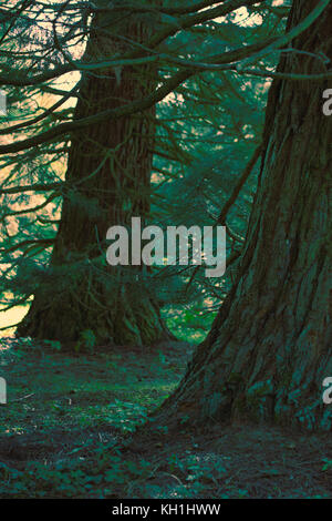 Piante di conifere dettagli Foto Stock