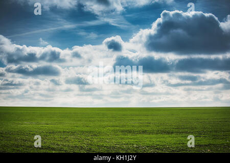 Grano verde campo e giorno nuvoloso Foto Stock
