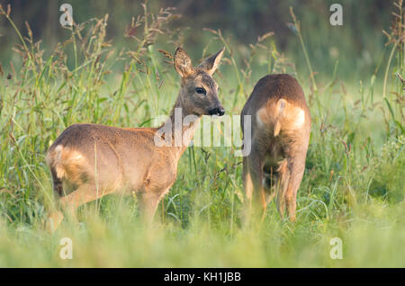 Due wild caprioli in un campo Foto Stock