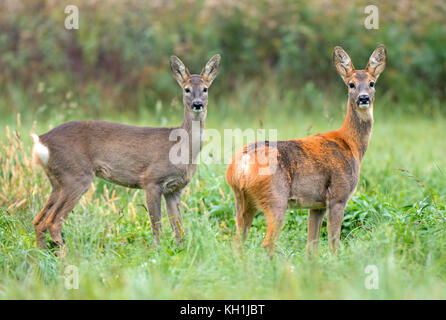 Due wild caprioli in un campo Foto Stock