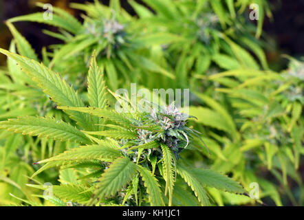 Pianta di cannabis in fase di fioritura crescere all'aperto Foto Stock