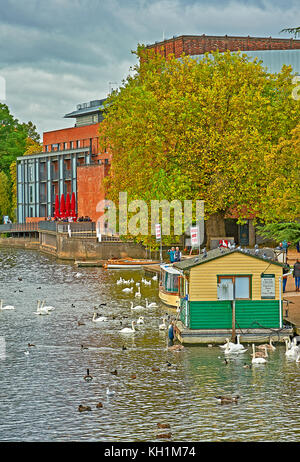 Cigni e barche sul fiume Avon a Stratford upon Avon, al di fuori della Royal Shakespeare Theatre, su una mattina di autunno Foto Stock