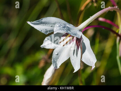 Una ripresa macro di un bianco abissino di gladiolus bloom. Foto Stock