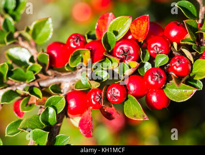 Una macro shot di alcuni red cotoneaster bacche. Foto Stock