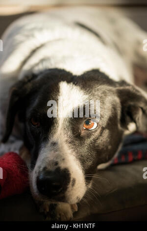 In bianco e nero il cane a prendere il sole e guardare al di fuori della fotocamera Foto Stock