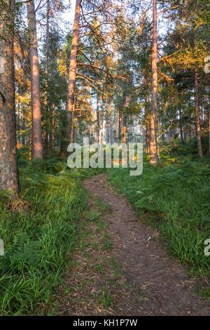 Percorso attraverso Birsemore foresta sul Royal Deeside in Scozia. Foto Stock