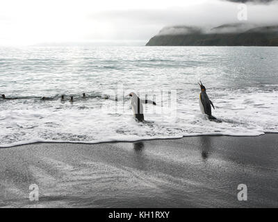 Due adulti re Pinguini camminare verso il mare per andare a nuotare con altri pinguini alla baia di oro, Isola Georgia del sud nel sud dell'oceano atlantico. Foto Stock