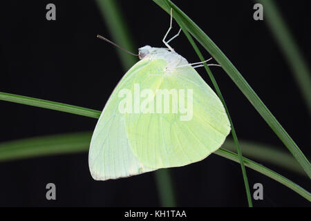 Emigrante limone butterfly (catopsilia pomona). maschio a riposo. Parco Nazionale Daintree. mucca bay. queensland. Australia. Foto Stock