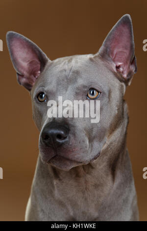 Bella blu thai ridgeback dog Foto Stock