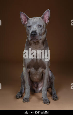 Bella blu thai ridgeback dog Foto Stock