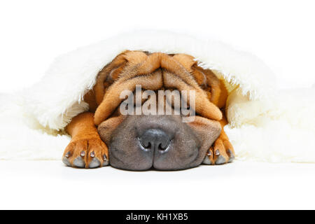 Shar Pei cucciolo sotto il plaid Foto Stock