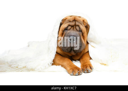 Shar Pei cucciolo sotto il plaid Foto Stock