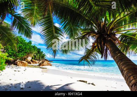 Guardando attraverso un albero di palma in sabbia bianca per l'oceano indiano su Paradise Beach ad anse patates, la digue, Seicelle Foto Stock