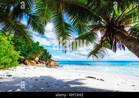 Guardando attraverso un albero di palma in sabbia bianca per l'oceano indiano su Paradise Beach ad anse patates, la digue, Seicelle Foto Stock