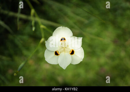 Exotic bianco fiori selvatici in Indonesia, ambiente tropicale Foto Stock