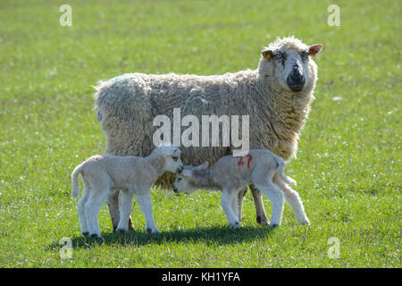 Due gemelli neonati alimentazione degli agnelli con la loro madre in piedi in un campo in una giornata di sole Foto Stock