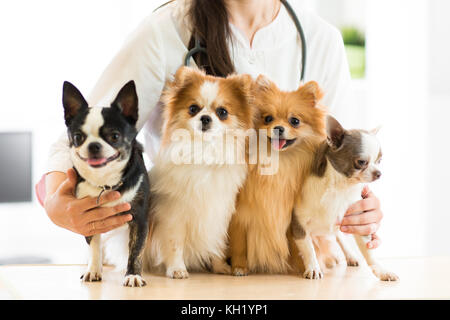 Vet femmina tenendo i cani in ospedale Foto Stock