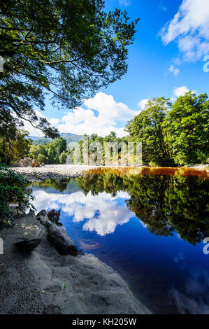 Alberi che riflette nell'acqua, specchio tarn, oparara bacino, karamea, Isola del Sud, Nuova Zelanda Foto Stock